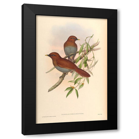 Garrulax Poecilorhyncha Black Modern Wood Framed Art Print by CAG