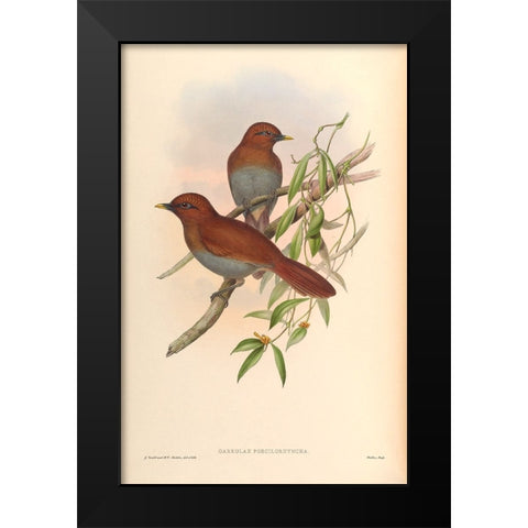 Garrulax Poecilorhyncha Black Modern Wood Framed Art Print by CAG