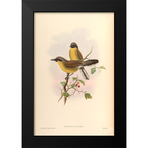 Garrulax Galbanus Black Modern Wood Framed Art Print by CAG