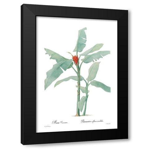 Musa coccinea Black Modern Wood Framed Art Print with Double Matting by CAG