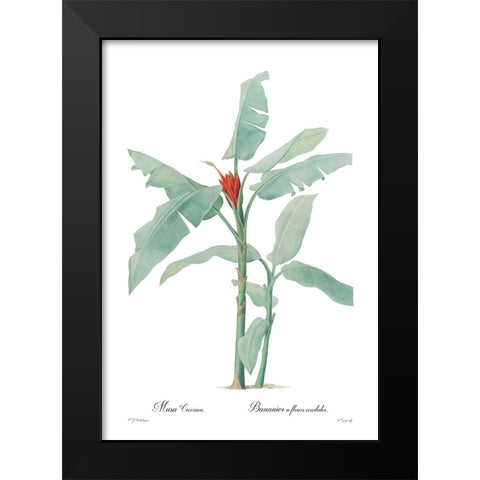Musa coccinea Black Modern Wood Framed Art Print by CAG