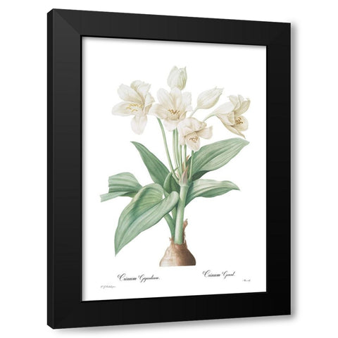 Crinum giganteum Black Modern Wood Framed Art Print by CAG