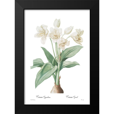 Crinum giganteum Black Modern Wood Framed Art Print by CAG