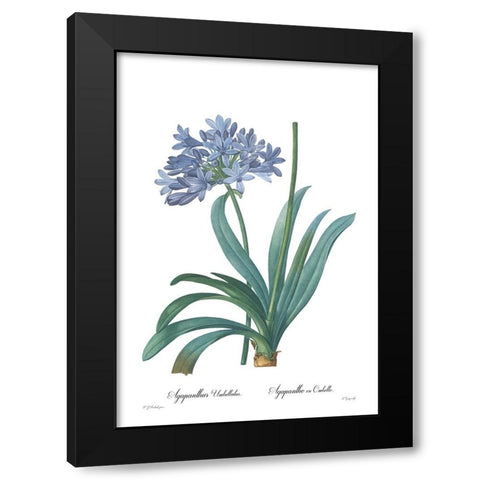 Agapanthus umbellatus Black Modern Wood Framed Art Print by CAG