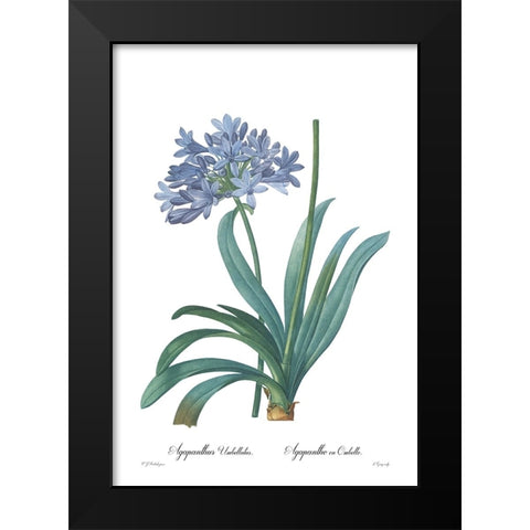Agapanthus umbellatus Black Modern Wood Framed Art Print by CAG