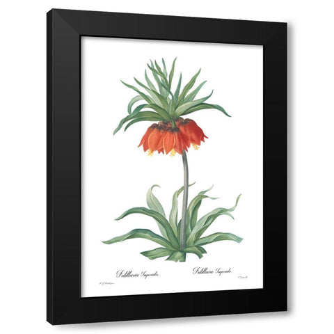 Fritillaria imperialis Black Modern Wood Framed Art Print by CAG