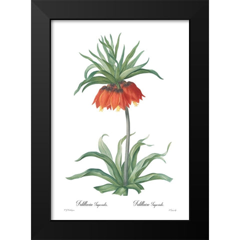 Fritillaria imperialis Black Modern Wood Framed Art Print by CAG