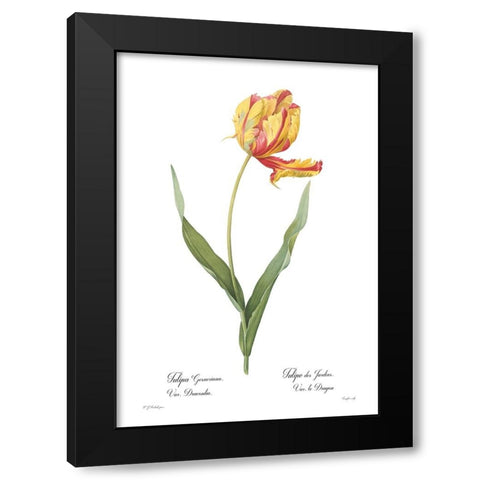 Tulipa gesneriana Black Modern Wood Framed Art Print by CAG