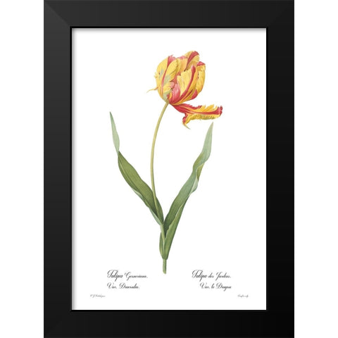 Tulipa gesneriana Black Modern Wood Framed Art Print by CAG