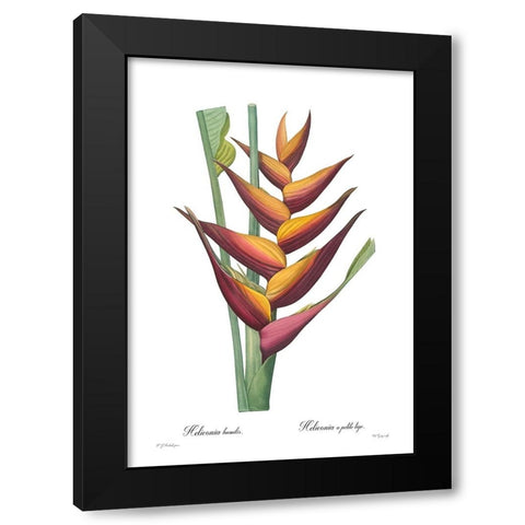 Heliconia humilis Black Modern Wood Framed Art Print by CAG