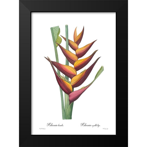 Heliconia humilis Black Modern Wood Framed Art Print by CAG