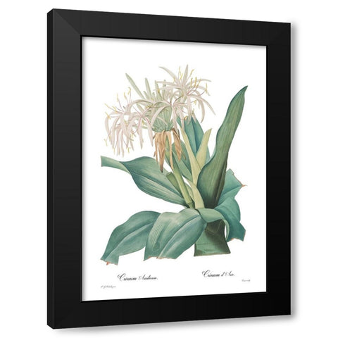 Crinum asiaticum Black Modern Wood Framed Art Print with Double Matting by CAG