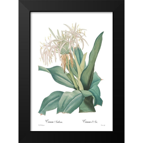 Crinum asiaticum Black Modern Wood Framed Art Print by CAG