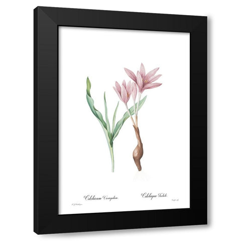Colchicum variegatum Black Modern Wood Framed Art Print by CAG