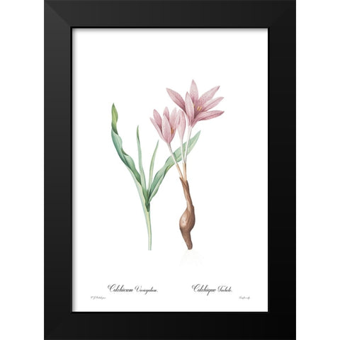 Colchicum variegatum Black Modern Wood Framed Art Print by CAG