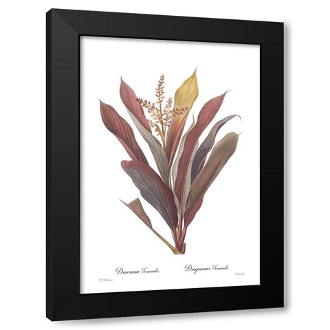 Dracaena terminalis Black Modern Wood Framed Art Print by CAG