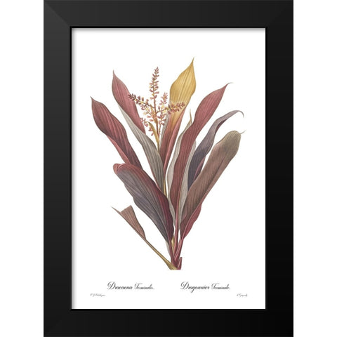 Dracaena terminalis Black Modern Wood Framed Art Print by CAG