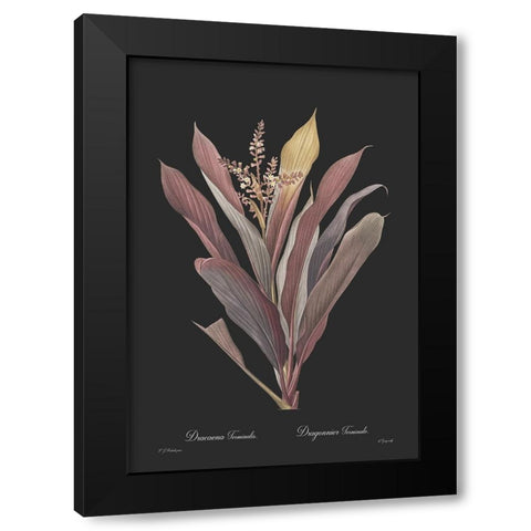 Dracaena terminalis - Dark Black Modern Wood Framed Art Print by CAG