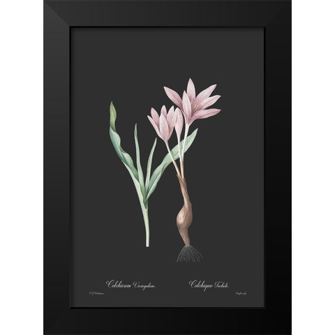 Colchicum variegatum - Dark Black Modern Wood Framed Art Print by CAG