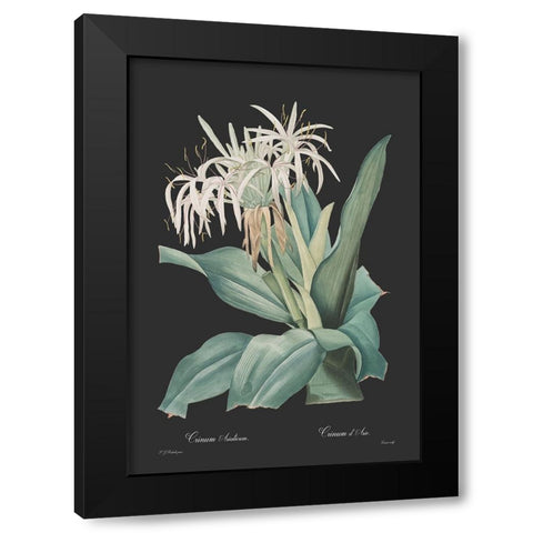 Crinum asiaticum - Dark Black Modern Wood Framed Art Print with Double Matting by CAG