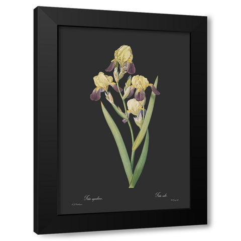 Iris squalens - Dark Black Modern Wood Framed Art Print with Double Matting by CAG