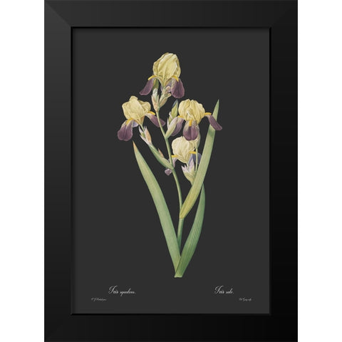 Iris squalens - Dark Black Modern Wood Framed Art Print by CAG