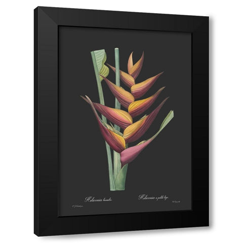Heliconia humilis - Dark Black Modern Wood Framed Art Print by CAG