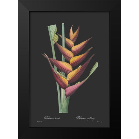Heliconia humilis - Dark Black Modern Wood Framed Art Print by CAG