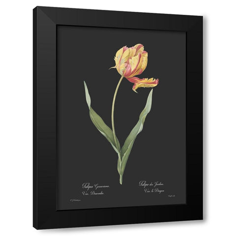Tulipa gesneriana - Dark Black Modern Wood Framed Art Print by CAG