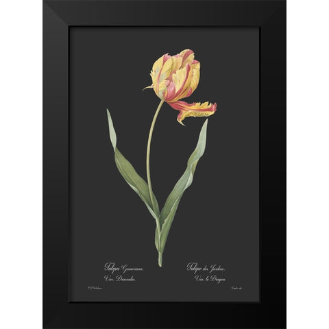 Tulipa gesneriana - Dark Black Modern Wood Framed Art Print by CAG
