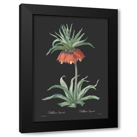 Fritillaria imperialis - Dark Black Modern Wood Framed Art Print with Double Matting by CAG