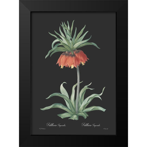 Fritillaria imperialis - Dark Black Modern Wood Framed Art Print by CAG