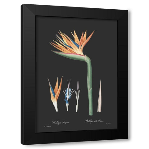 Strelitzia reginoe - Dark Black Modern Wood Framed Art Print by CAG