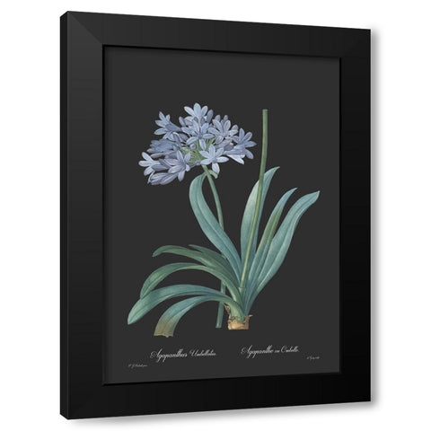Agapanthus umbellatus - Dark Black Modern Wood Framed Art Print by CAG