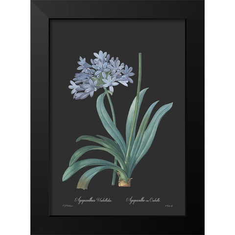 Agapanthus umbellatus - Dark Black Modern Wood Framed Art Print by CAG