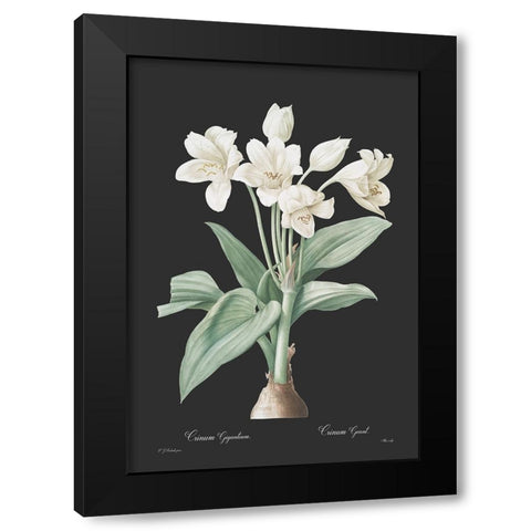 Crinum giganteum - Dark Black Modern Wood Framed Art Print by CAG