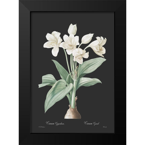 Crinum giganteum - Dark Black Modern Wood Framed Art Print by CAG