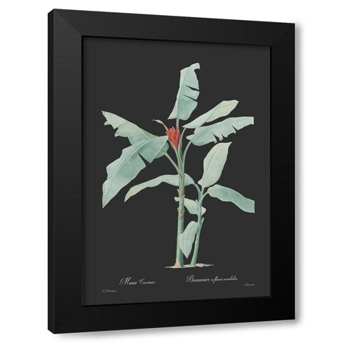 Musa coccinea - Dark Black Modern Wood Framed Art Print by CAG