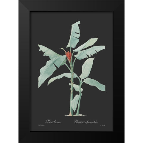 Musa coccinea - Dark Black Modern Wood Framed Art Print by CAG
