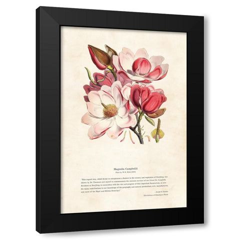 Himalayan Plants - Magnolia campbellii Black Modern Wood Framed Art Print with Double Matting by CAG