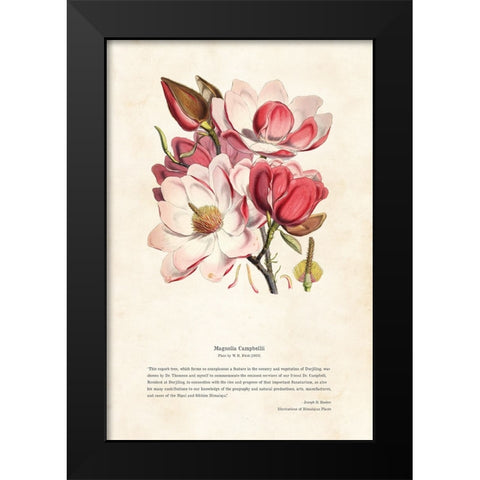 Himalayan Plants - Magnolia campbellii Black Modern Wood Framed Art Print by CAG