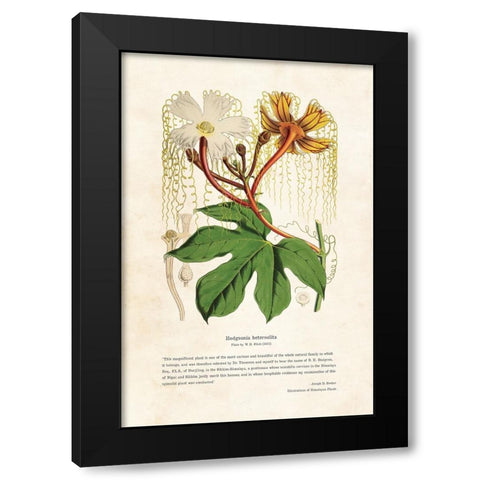 Himalayan Plants - Hodgsonia heteroclita Black Modern Wood Framed Art Print with Double Matting by CAG