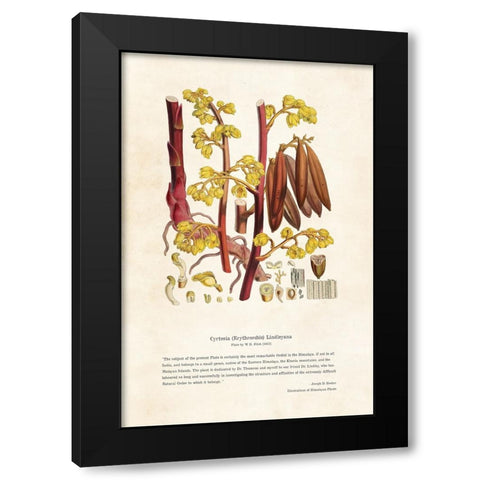 Himalayan Plants - Cyrtosia (Erythrorchis) lindleyana Black Modern Wood Framed Art Print by CAG
