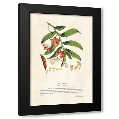 Himalayan Plants - Vanda cathcarti Black Modern Wood Framed Art Print by CAG