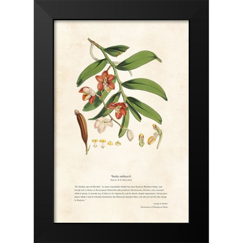 Himalayan Plants - Vanda cathcarti Black Modern Wood Framed Art Print by CAG