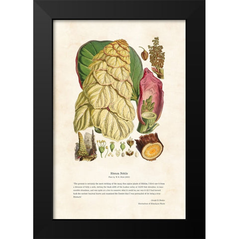 Himalayan Plants - Rheum nobile Black Modern Wood Framed Art Print by CAG