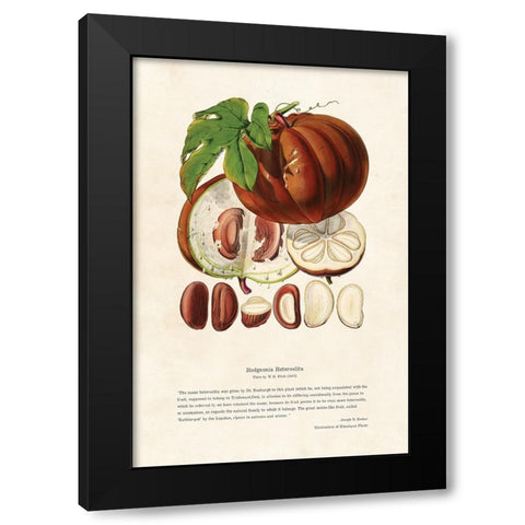 Himalayan Plants - Hodgsonia heteroclita Fruit Black Modern Wood Framed Art Print with Double Matting by CAG