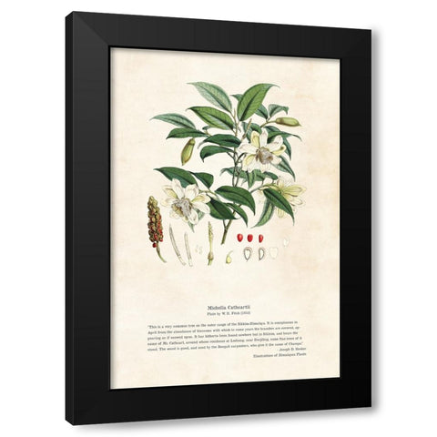 Himalayan Plants - Michella cathcartii Black Modern Wood Framed Art Print with Double Matting by CAG