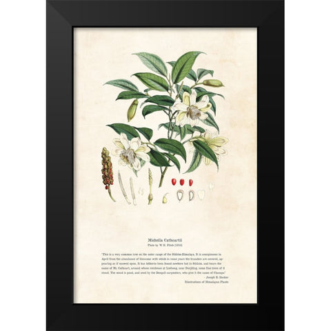 Himalayan Plants - Michella cathcartii Black Modern Wood Framed Art Print by CAG