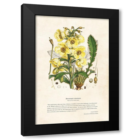 Himalayan Plants - Meconopsis nipalensis Black Modern Wood Framed Art Print by CAG